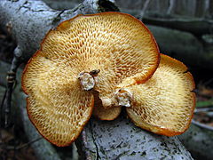 Grandes poros angulares del Polyporus alveolaris, un políporo con poros hexagonales