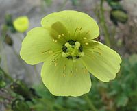 Papaver dahlianum