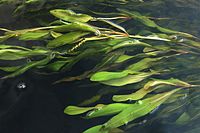 Potamogeton alpinus, robust form (the River. Uftyuga, Vologda reg., Russia).jpg