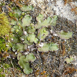 <i>Marchantia quadrata</i> Genus of liverworts