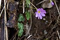 コイワザクラ Primula reinii