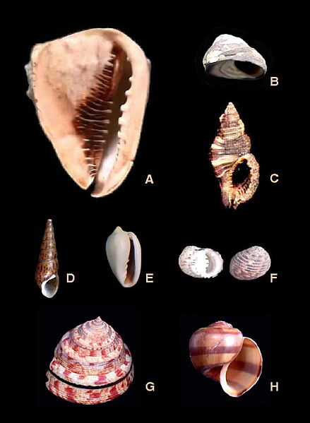 File:Prosobranchia varios 005.jpg