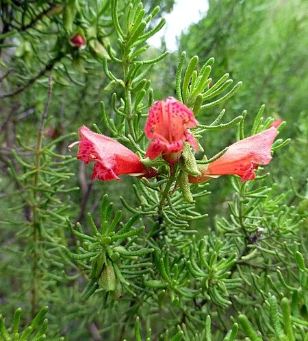 Tập_tin:Prostantera_aspalathoides_MJT398_Flowers.JPG