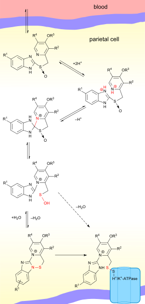 The activation of PPIs Proton pump inhibitors mechanism.svg