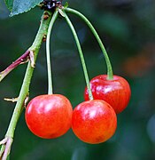 Une cerise de Montmorency, fruit parisien.