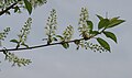 * Nomination Mayday tree (Prunus padus) --Robert Flogaus-Faust 14:06, 21 August 2021 (UTC) * Withdrawn I think a lot went wrong here. I only know the blossoms in the most beautiful white. With you they are gray. The gray background doesn't match either. The photo does not correspond by far to your other photos. --Steindy 14:26, 21 August 2021 (UTC)  I withdraw my nomination Thanks for your review. --Robert Flogaus-Faust 14:59, 21 August 2021 (UTC)