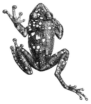<i>Pseudophilautus adspersus</i> Extinct species of amphibian