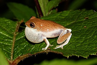 <i>Pseudophilautus hoffmanni</i> Species of frog