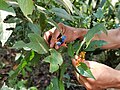 Fruits de Palicourea tomentosa (et d'un autre Palicourea) à San Roque de Cumbaza (en) (San Martín, Pérou)