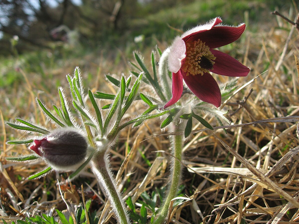 Прострел (Pulsatilla)