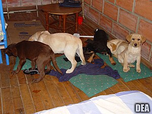 Puppies used to smuggle heroin.jpg
