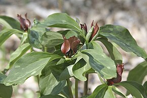 Beskrivelse af PurpleTrillium.jpg-billedet.