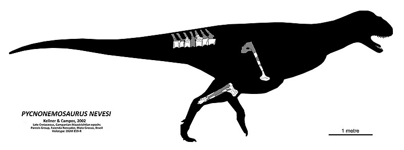 File:Pycnonemosaurus nevesi skeletal simple.jpg