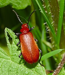 Pyrochroa serraticornis Morsan.jpg