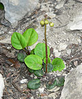 Miniatura para Pyrola chlorantha