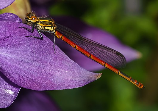 Pyrrhosoma nymphula (large red damselfly) Dortmund 2019 - most likely immature female