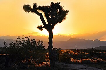 Joshua Tree on Eastland Ranch at sunset, Landers, CA