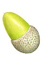 Quercus ilex acorn