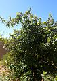 Quercus polymorpha kz4.jpg