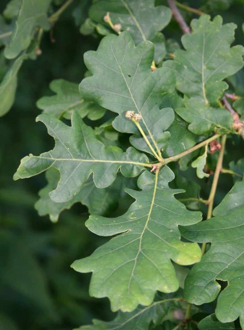 Quercus robur 1.jpg