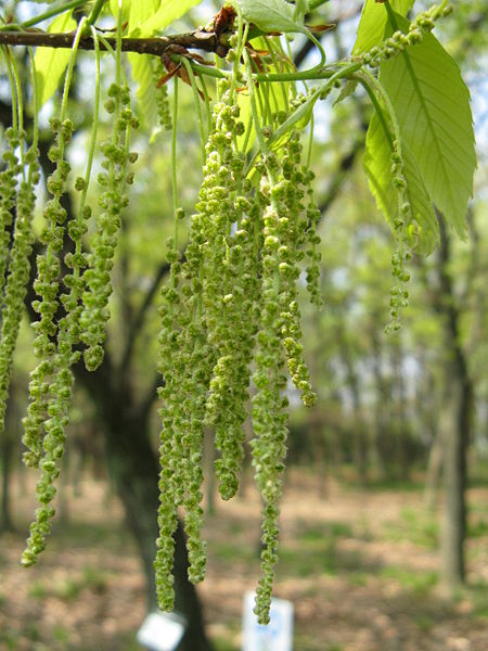 File:Quercus serrata2.jpg