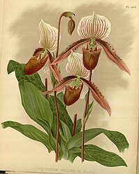 plate 483 Cypripedium × Selligerum Paphiopedilum cultivars