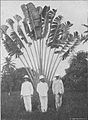Arbre du voyageur au Jardin botanique d'Eala vers 1903-1904