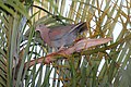 Red-billed Pigeon (Patagioenas flavirostris) (5772324878).jpg