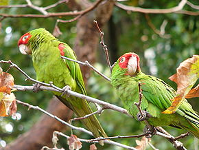 Red-masked Parakeet-Aratinga erythrogenys in a tree.jpg