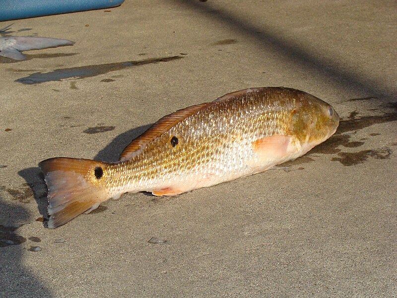 File:Red Drum (Sciaenops ocellatus).jpg