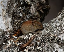 Red backed vole.jpg
