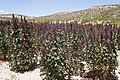 Red quinoa, Uyuni