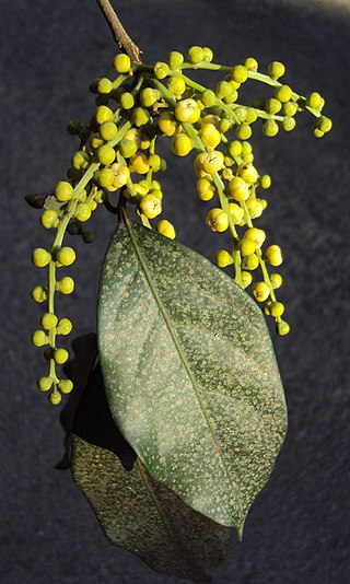 <i>Reinwardtiodendron</i> Genus of flowering plants