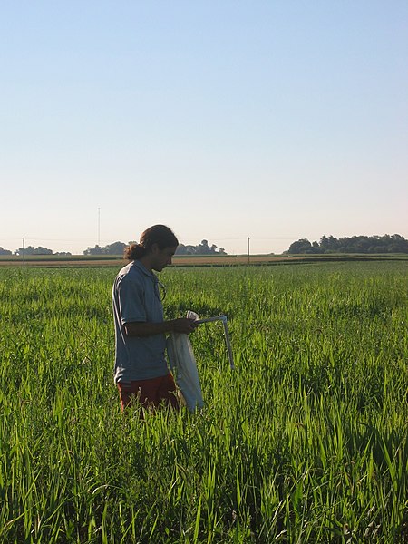 An agronomist field sampling a trial plot of flax