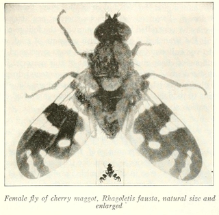 <i>Rhagoletis fausta</i> Species of fly