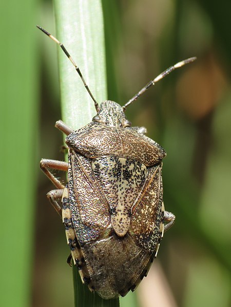 File:Rhaphigaster nebulosa (8745418324).jpg