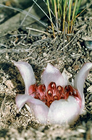 <i>Rhizanthella johnstonii</i> Species of orchid