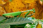 カマキリのサムネイル