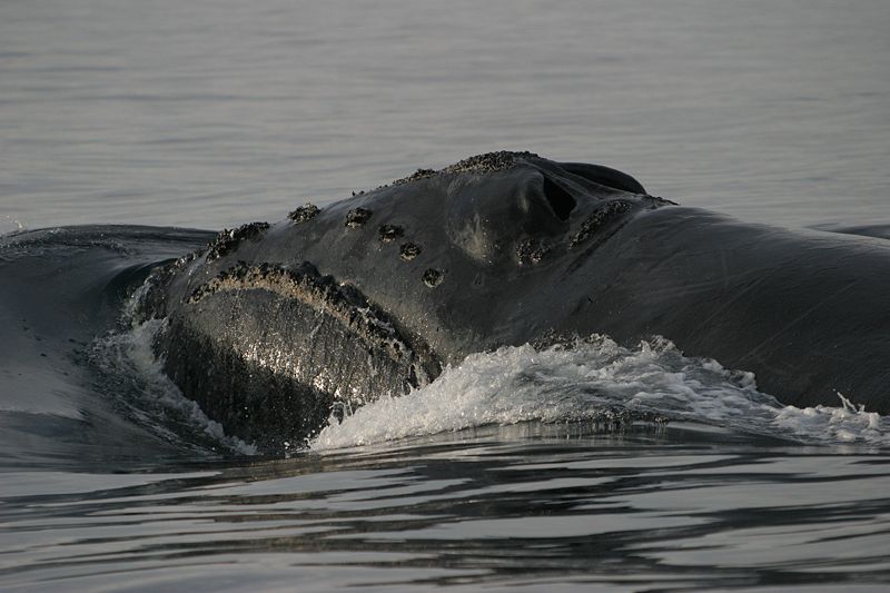 File:Rightwhale northpacific johndurban-afsc.jpg