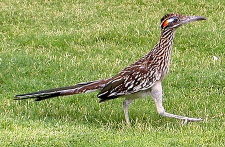 Roadrunner DeathValley.jpg