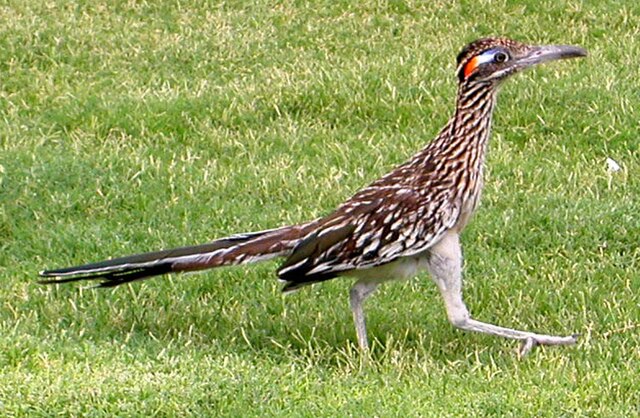 File:Roadrunner_DeathValley.jpg