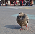 * Nomination: Rock dove (Columba livia) walking on Place de la Bourse, Brussels, Belgium --Trougnouf 21 January 2021 (UTC) * * Review needed