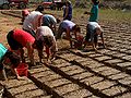 Danube Delta: making Construction Material