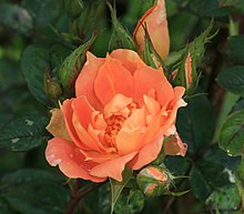 Роза 'күрсіну көпірі' - Flickr - С.Рае (қиылған) .jpg