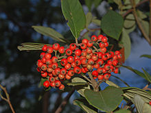 Rosaceae - skalník × watereri -1.JPG