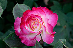 Rose, Cl. Double Delight - Flickr - nekonomania (1)
