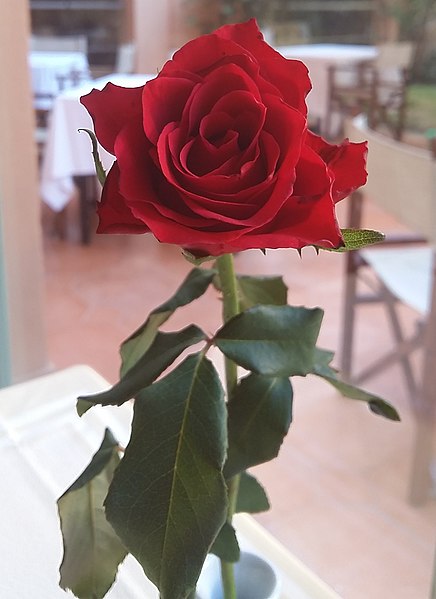 File:Rose Papa Meilland1.jpg