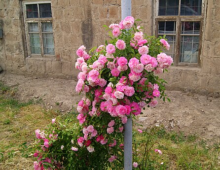 Rose bush at Hnaberd, Ararat