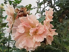 Alcea Rosea: Description, Habitats, Biologie