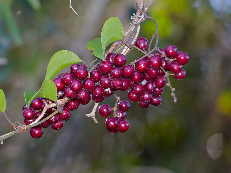 File:Rough Bindweed (Smilax aspera) fruits (15727300910).jpg